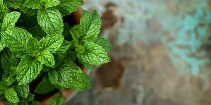 Potted mint plant on table, green leaves photo