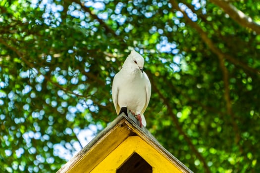 Close up and bokeh of a white dove perched in a colorful artificial tree house with blurred trees in a sunny day. photo