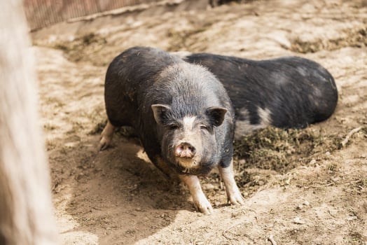 Pig at small farm photo