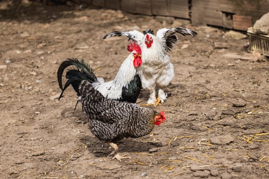 Free Range Chickens photo