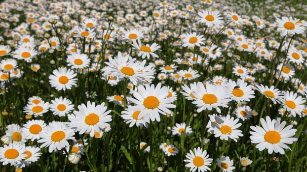 White garden daisy flower meadow on a sunny day, widescreen format photo