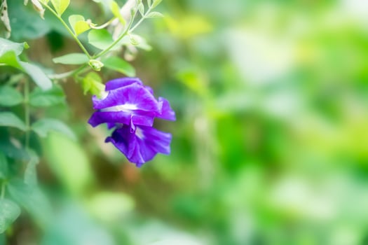 Purple Butterfly Pea, Clitoria Ternatea flower on green vine photo