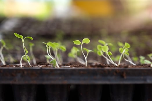 Seedlings with green leaf grow in soil tray photo