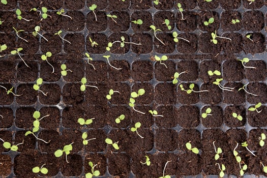 Seedlings with green leaf growing in planting tray photo
