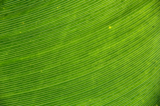 Green leaf texture background photo
