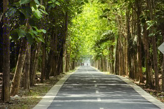 Straight asphalt roads and lush trees on the right and left photo