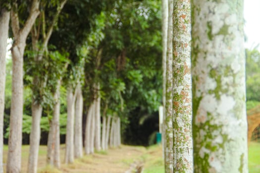 Tree trunks neatly arranged in a garden photo