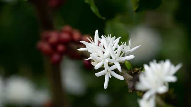 White Coffee flowers blooming on the coffee plant. close-up view. photo