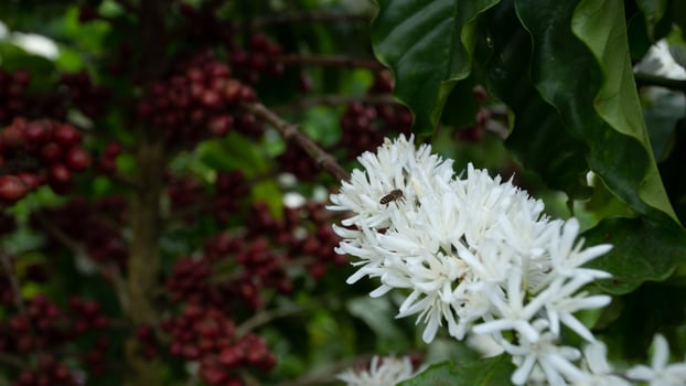 White Coffee flowers blooming on the coffee plant. close-up view. photo
