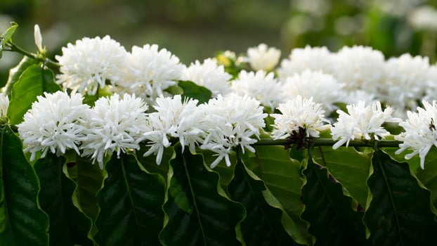 White Coffee flowers blooming on the coffee plant. close-up view. photo