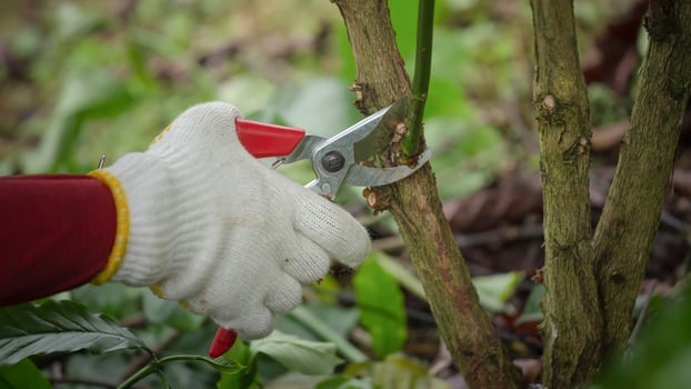 Pruning coffee trees and maintenance for coffee trees in Coffee farm photo