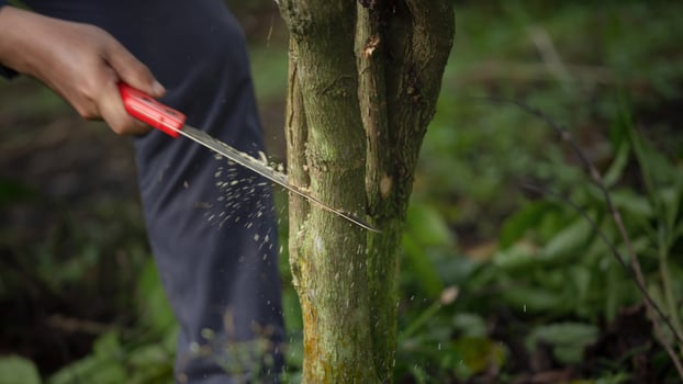 Using a small saw to prune coffee trees photo