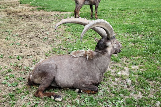 Alpine Animal Park or Zoo in Bregenz. Alpenwildpark Pfander. photo
