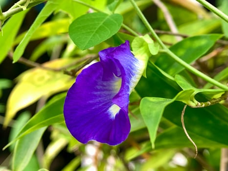 Ternate butterfly pea plant or clitoria ternatea has purple flowers on a background of green leaves photo