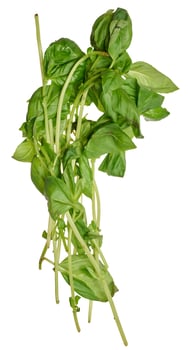 Bunch of basil with wilted leaves on isolated background photo