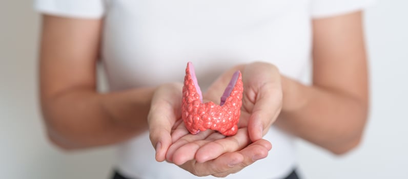 Woman holding human Thyroid anatomy model. Hyperthyroidism, Hypothyroidism, Hashimoto Thyroiditis, Thyroid Tumor and Cancer, Postpartum, Papillary Carcinoma and Health concept photo