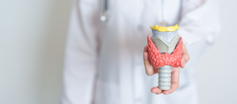 Doctor with human Thyroid anatomy model. Hyperthyroidism, Hypothyroidism, Hashimoto Thyroiditis, Thyroid Tumor and Cancer, Postpartum, Papillary Carcinoma and Health concept photo