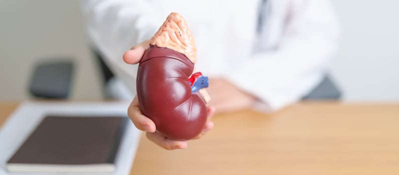Doctor with Kidney Adrenal gland anatomy model. disease of Urinary system and Stones, Cancer, world kidney day, Chronic kidney, Urology, Nephritis, Renal, Transplant and health concept photo