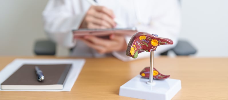 Doctor with human Liver anatomy model. Liver cancer and Tumor, Jaundice, Viral Hepatitis A, B, C, D, E, Cirrhosis, Failure, Enlarged, Hepatic Encephalopathy, Ascites Fluid in Belly and health concept photo