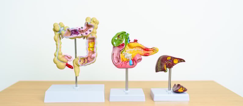 human Digestive system anatomy model, Pancreas, Gallbladder, Bile Duct, Liver and Colon Large Intestine. Disease, healthcare and Health concept photo