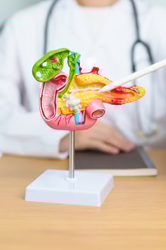 Doctor with human Pancreatitis anatomy model with Pancreas, Gallbladder, Bile Duct, Duodenum, Small intestine and tablet. Pancreatic cancer, acute pancreatitis and Digestive system photo