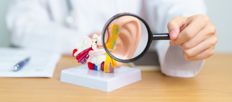 Doctor with human Ear anatomy model with magnifying glass. Ear disease, Atresia, Otitis Media, Pertorated Eardrum, Meniere syndrome, otolaryngologist, Ageing Hearing Loss, Schwannoma and Health photo
