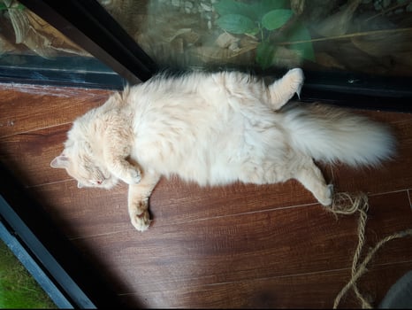a cat laying on its back on a wooden floor photo