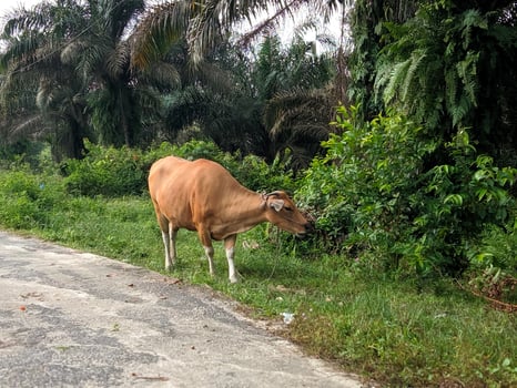 a cow standing on the side of a road photo