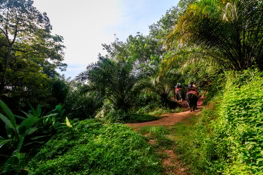 A tropical forest in the morning. photo