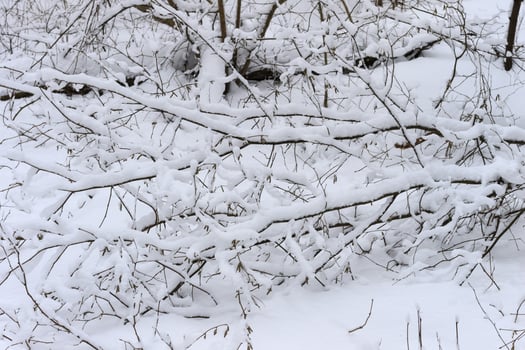 Winter branches of trees in hoarfrost on background snow and white sky photo