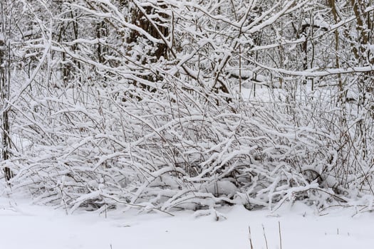 Winter branches of trees in hoarfrost on background snow and white sky photo
