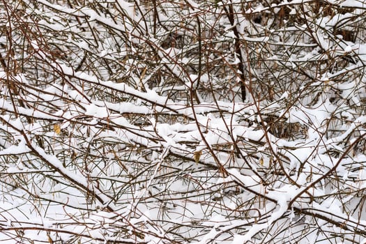 Branches covered with frost at winter season at pine forest. photo