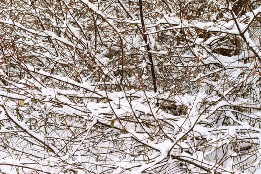 Branches covered with frost at winter season at pine forest. photo