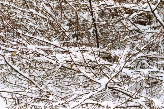 Branches covered with frost at winter season at pine forest. photo