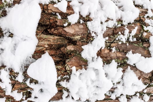 Bark of pine tree covered with snow texture. photo