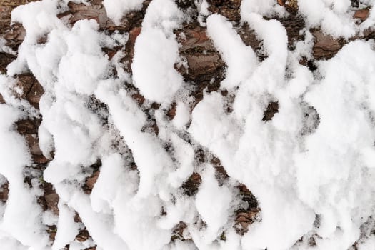 Bark of pine tree covered with snow texture. photo