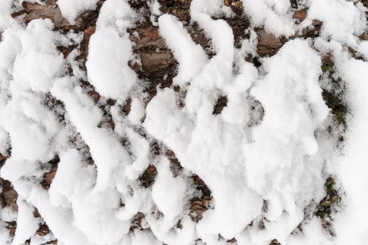 Bark of pine tree covered with snow texture. photo