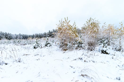 landscape of winter forest photo