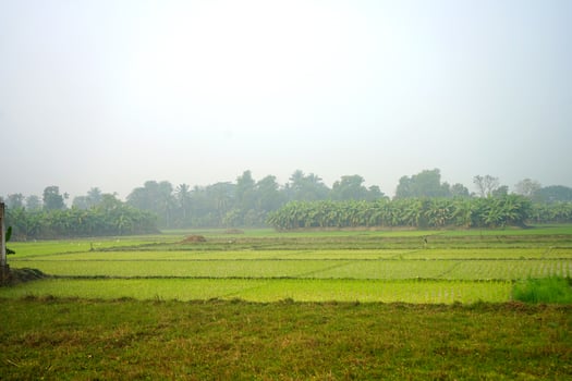 Fresh Nature with Green Paddy Field photo