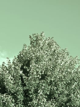 Maple in summer with green tint photo