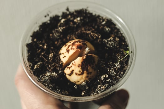 A sprouted avocado pit at home in a pot photo