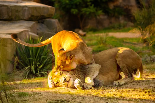 Pair adult Lions playing in garden photo