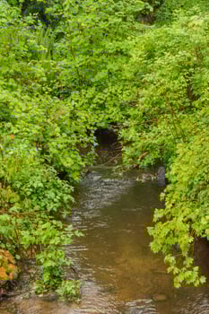 Creek through a forest photo