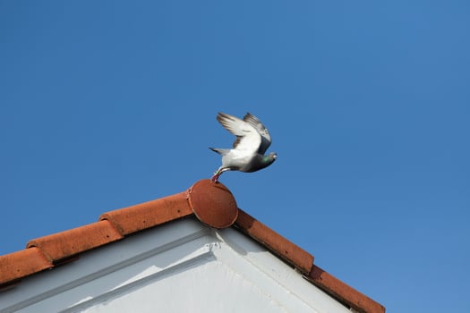 moment of homing pigeon take off to fly from home roof photo