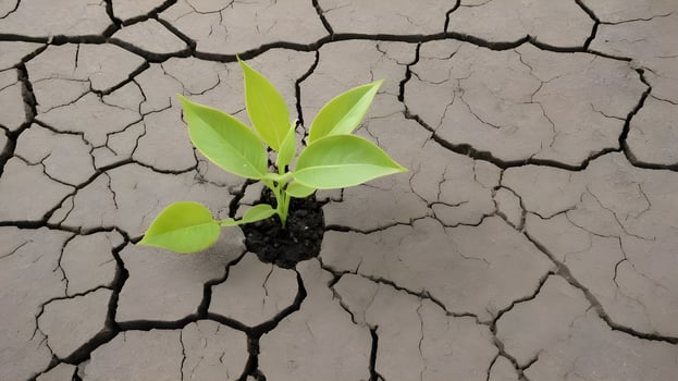 Green plant growth on parched land. photo