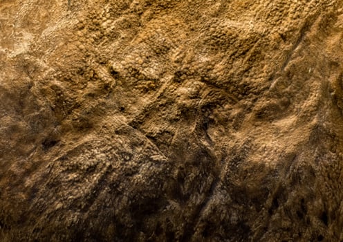 Close-up of Dinosaur Skin Texture photo