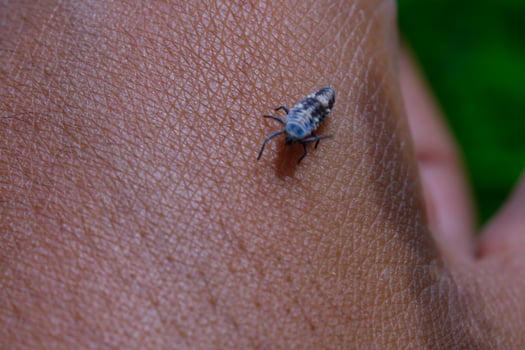 Photography of aphids landing on hands. Macro shot of aphids the wild isolated with hand skin background. Graphic Resources. Animal Themes. Animal Closeup. Nature Photography Concept. photo