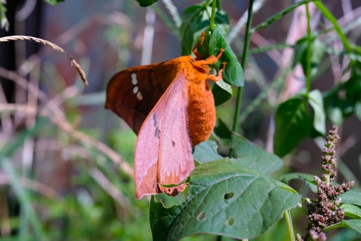 Photography of giant moth perched on wild plants. Macro shot of ngant in the wild. Graphic Resources. Animal Themes. Animal Closeup. Nature Photography Concept. Shot in macro lens photo