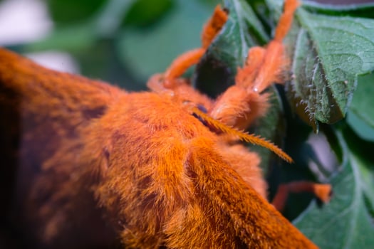 Photography of a moth's back full of hair. Macro shot of orange fuzz. Graphic Resources. Animal Themes. Animal Closeup. Nature Photography Concept. Shot in macro lens photo