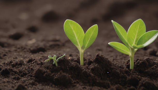 Seeds of Growth Seedlings Sowing the Earth photo